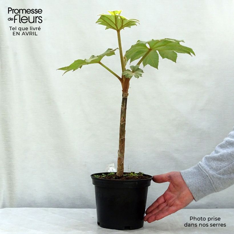 Tetrapanax papyrifera Rex - Chinese rice-paper Plant sample as delivered in spring