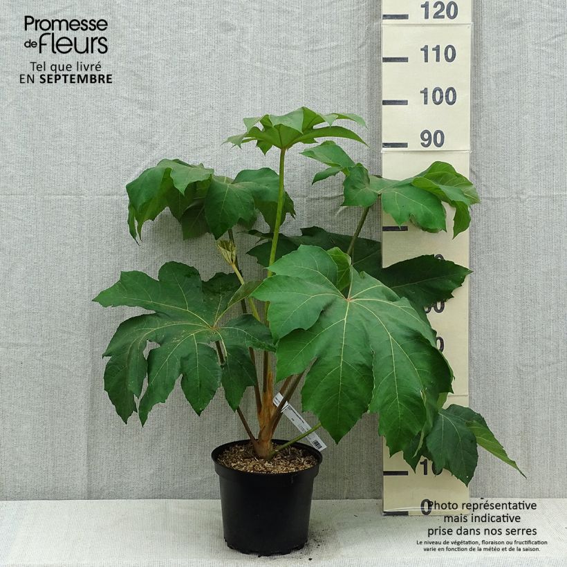 Tetrapanax papyrifera Rex - Chinese rice-paper Plant 7.5L/10L pot sample as delivered in summer