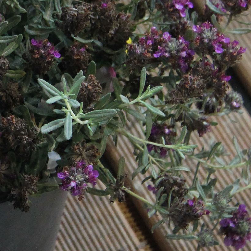 Teucrium ackermannii - Germander (Foliage)