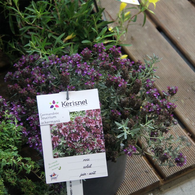 Teucrium ackermannii - Germander (Plant habit)