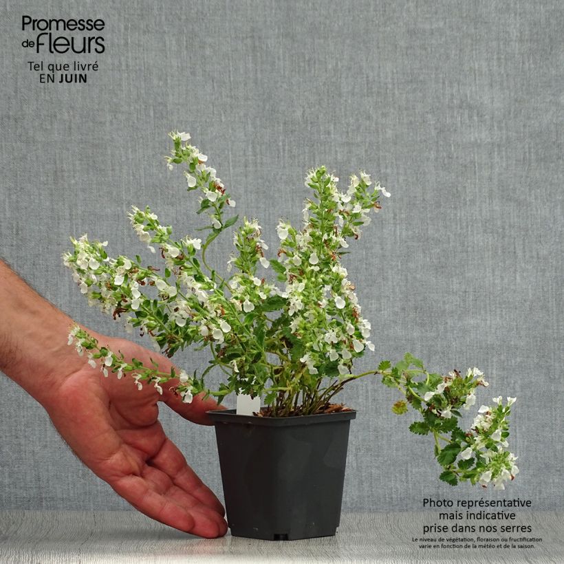 Teucrium chamaedrys Alba - Germander 8/9 cm pot sample as delivered in summer