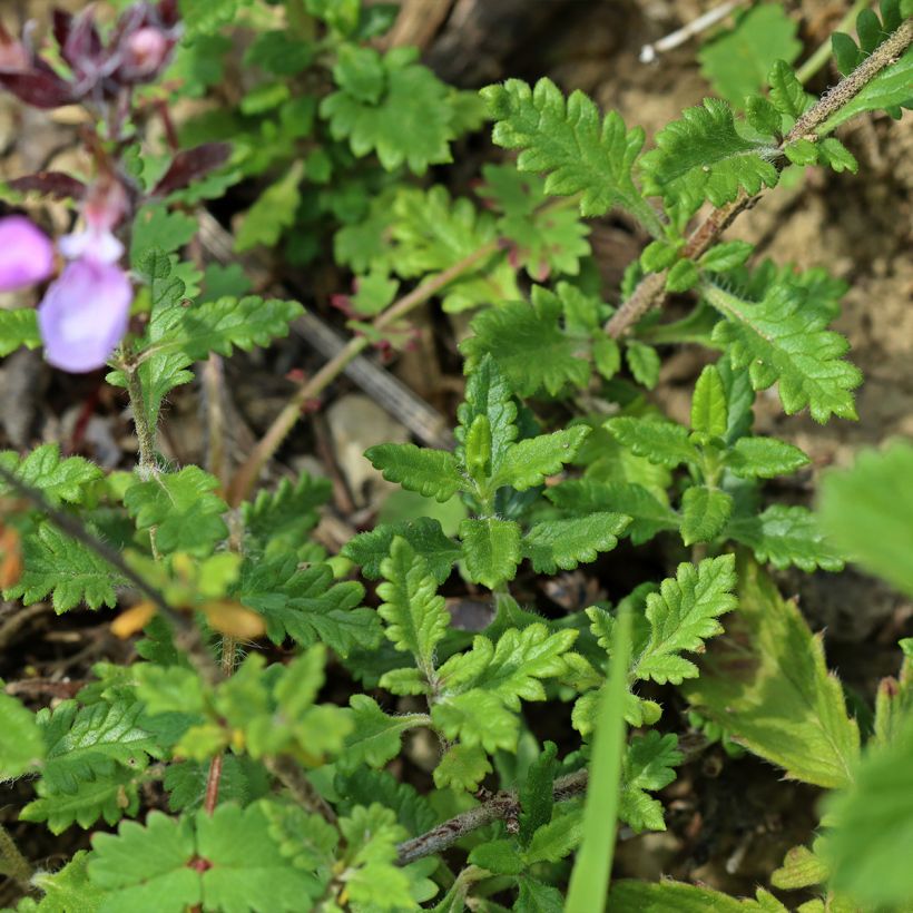 Teucrium chamaedrys Wild Form - Germander (Foliage)