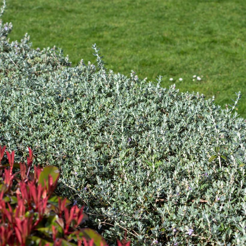 Teucrium fruticans Selection Erecta (Plant habit)