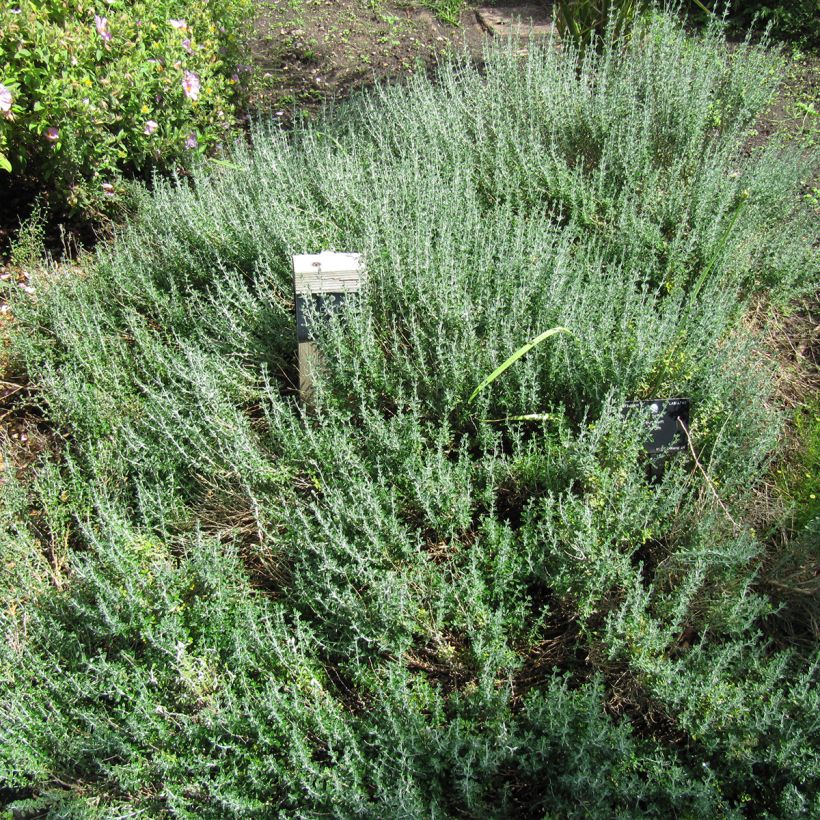 Teucrium marum - Germander (Plant habit)