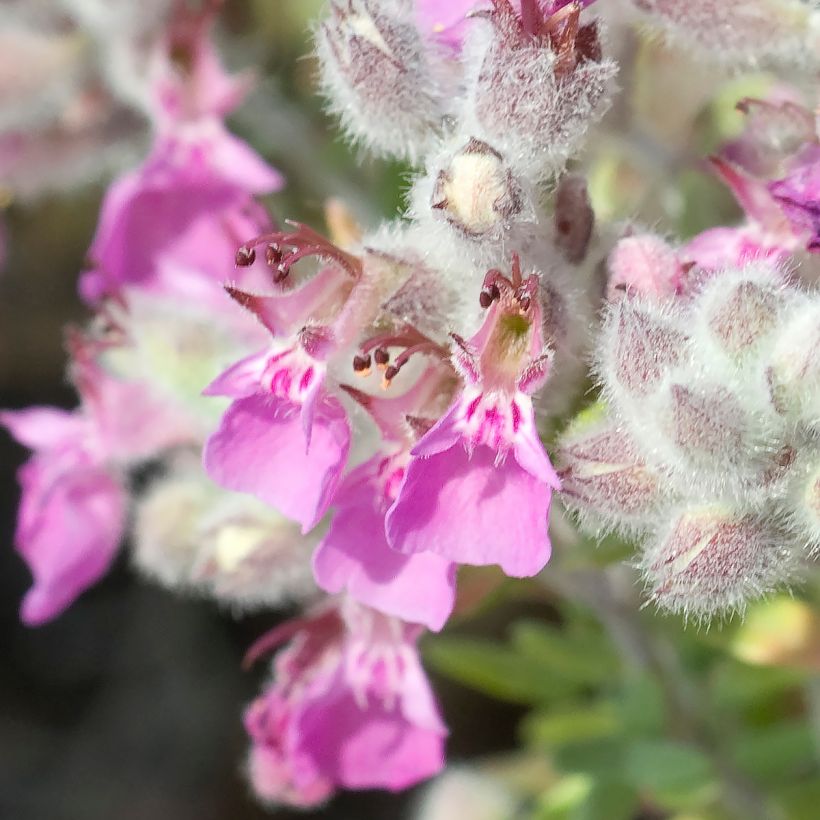 Teucrium marum - Germander (Flowering)
