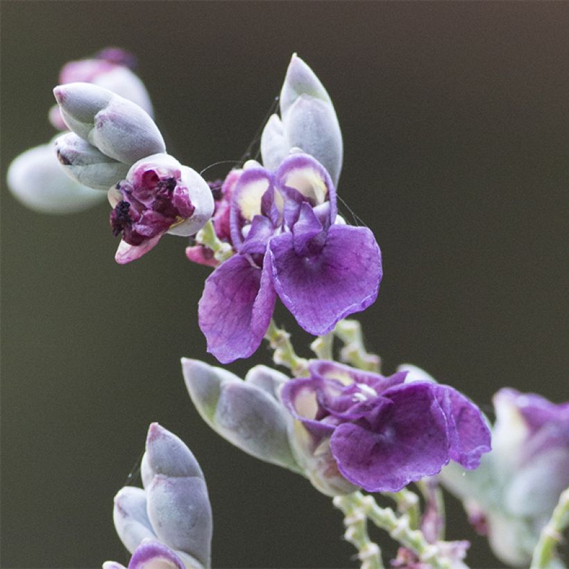 Thalia dealbata (Flowering)