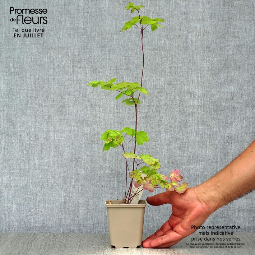 Thalictrum Black Stockings - Meadow-rue 8/9 cm pot sample as delivered in summer