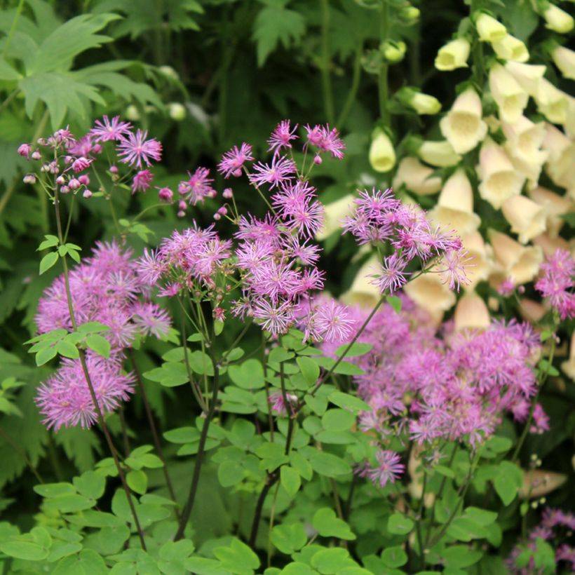 Thalictrum Black Stockings - Meadow-rue (Flowering)