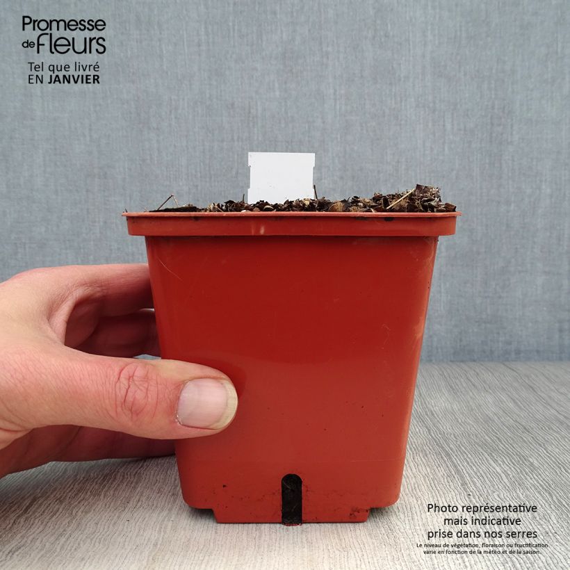 Thalictrum Chantilly Lace - Meadow-rue 1L/1.5L pot sample as delivered in winter