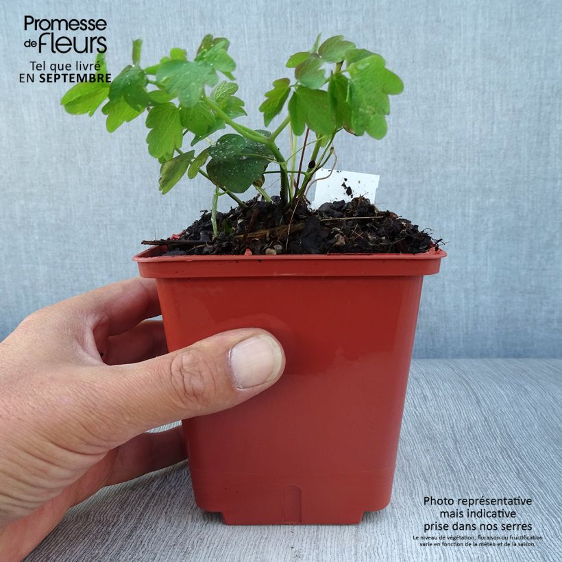Thalictrum Elin - Meadow-rue 1L/1.5L pot sample as delivered in autumn