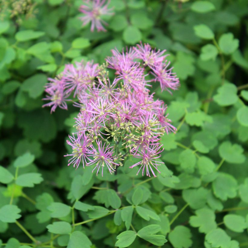 Thalictrum Little Pinkie - Meadow-rue (Flowering)