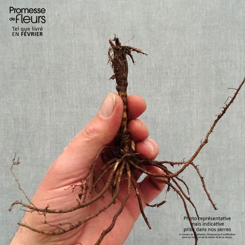 Thalictrum Yulia - Meadow-rue Bare root sample as delivered in winter