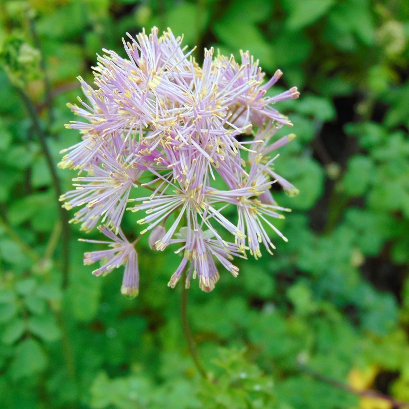 Thalictrum aquilegiifolium - Meadow-rue (Flowering)