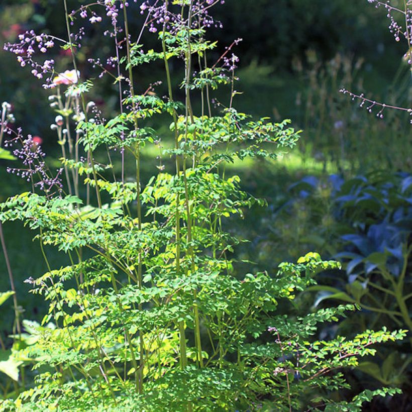 Thalictrum delavayi - Meadow-rue (Plant habit)