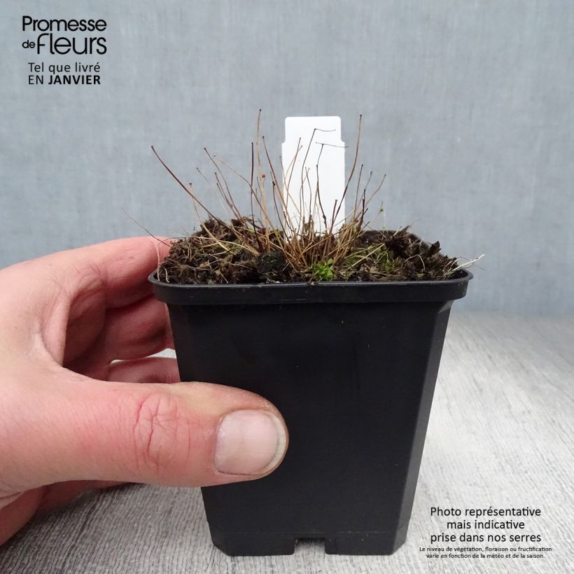 Thalictrum delavayi Ankum - Pigamon Godet de 9cm sample as delivered in winter