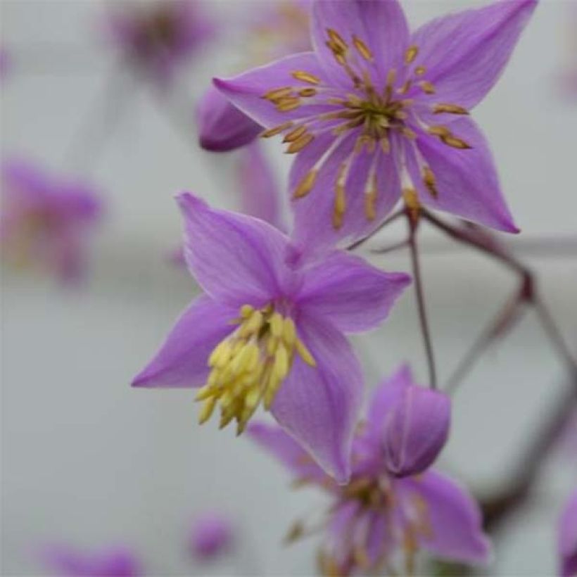 Thalictrum delavayi Hinckley - Meadow-rue (Flowering)