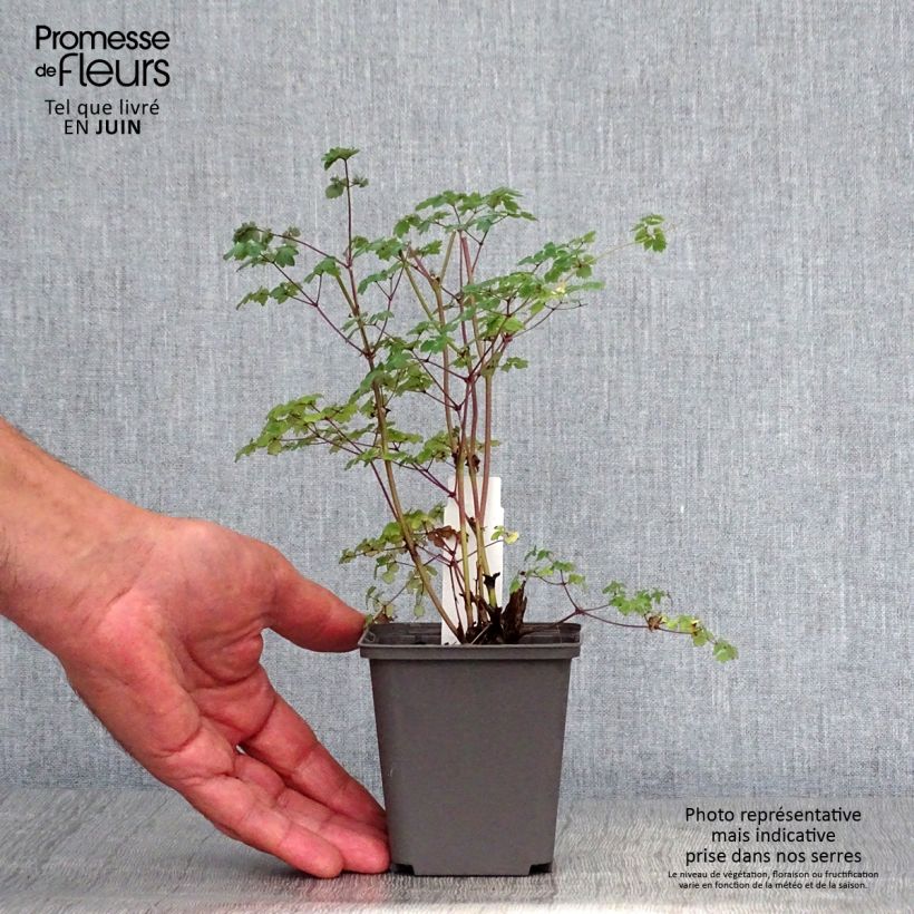 Thalictrum delavayi Hinckley - Meadow-rue 8/9 cm pot sample as delivered in summer