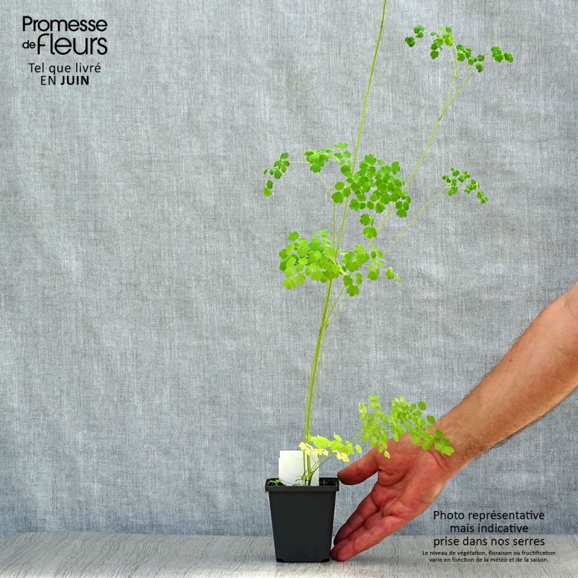 Thalictrum delavayi Splendide Album - Meadow-rue 8/9 cm pot sample as delivered in summer