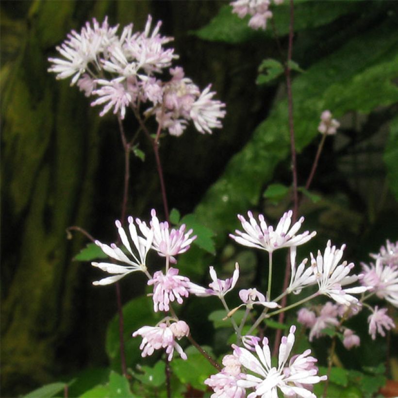 Thalictrum kiusianum - Meadow-rue (Flowering)