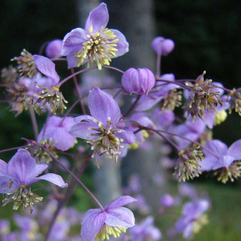 Thalictrum rochebrunianum - Meadow-rue (Flowering)