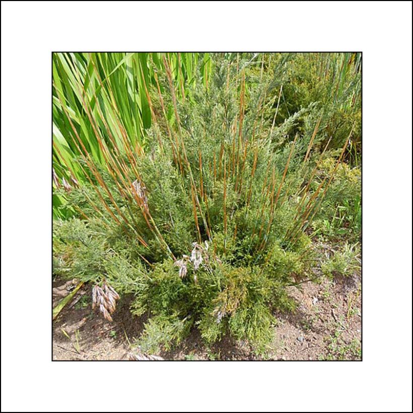 Thamnochortus cinereus - Restio (Plant habit)