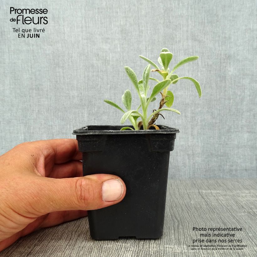 Sideritis syriaca 7/8 cm pot sample as delivered in summer