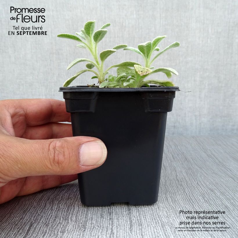 Sideritis syriaca 7/8 cm pot sample as delivered in autumn