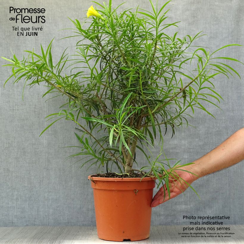 Thevetia peruviana - Thévétia du Pérou ou Laurier jaune Pot de 8L sample as delivered in summer