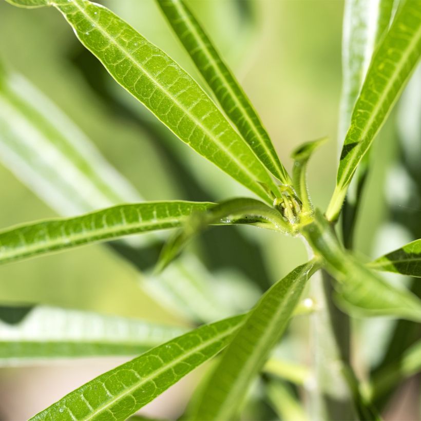 Thevetia peruviana (Foliage)