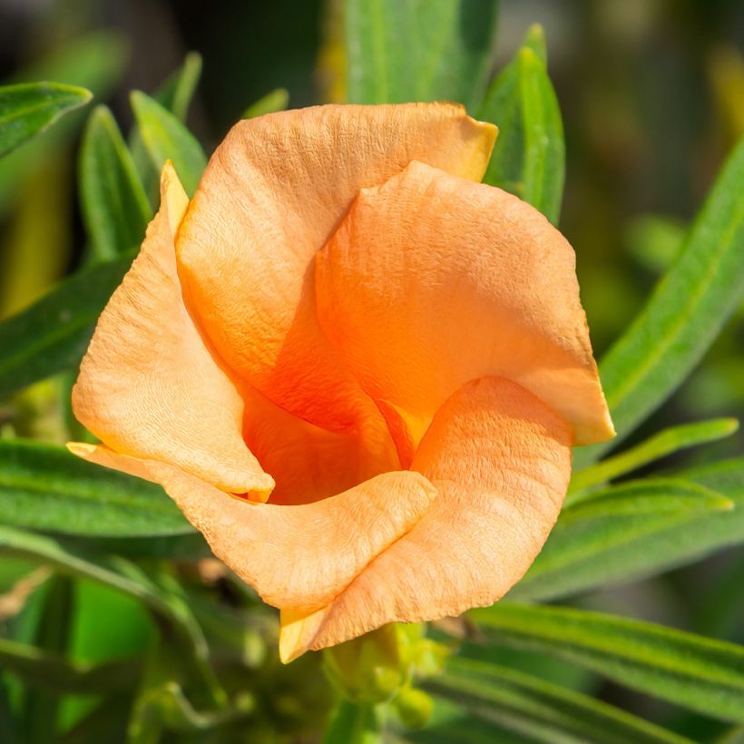 Thevetia peruviana (Flowering)