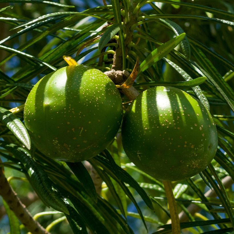 Thevetia peruviana (Harvest)