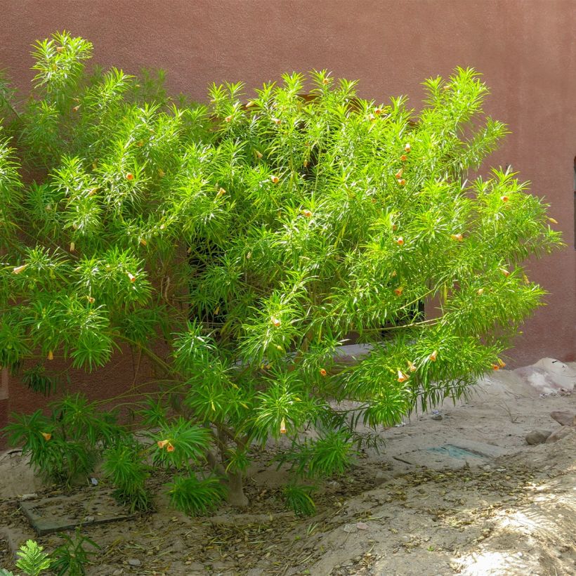 Thevetia peruviana (Plant habit)