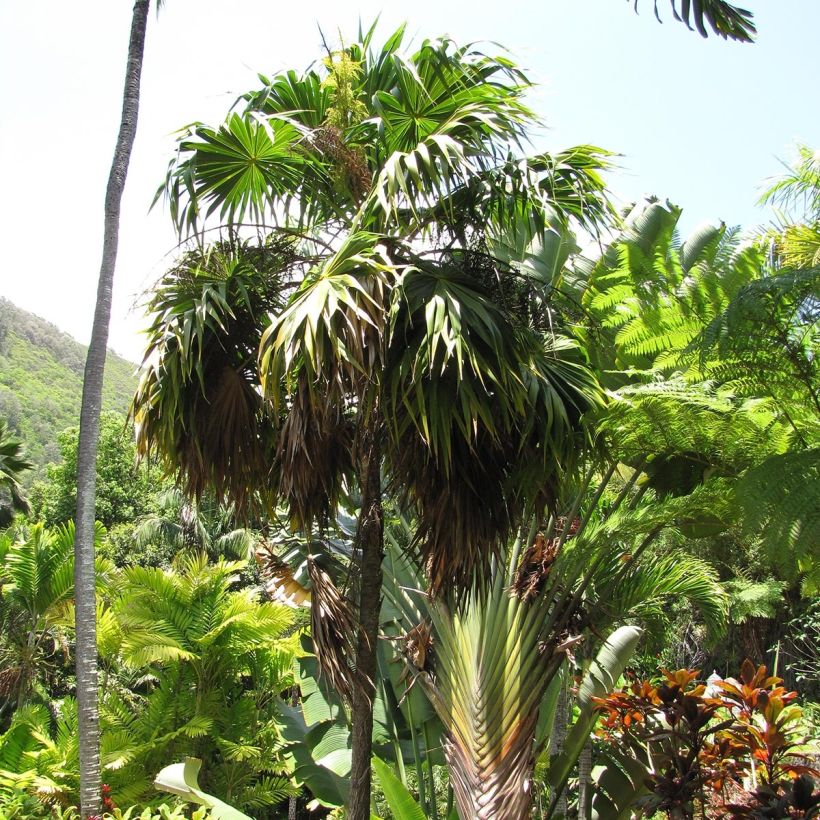 Thrinax parviflora - Thatch Palm (Plant habit)