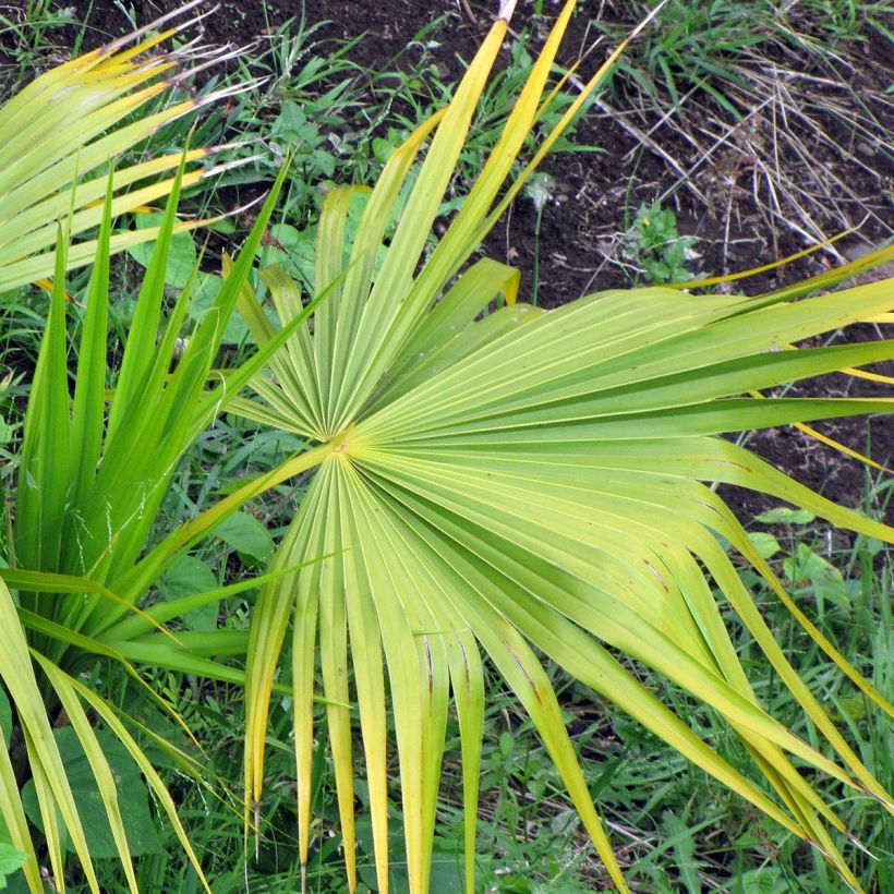 Thrinax radiata - Florida Thatch Palm (Foliage)