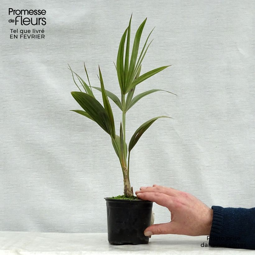 Thrinax radiata - Palmier balai de Floride Pot de 12 cm sample as delivered in winter