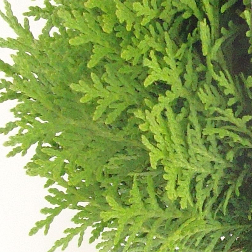 Thuja occidentalis Danica - Canadian Arborvitae (Foliage)