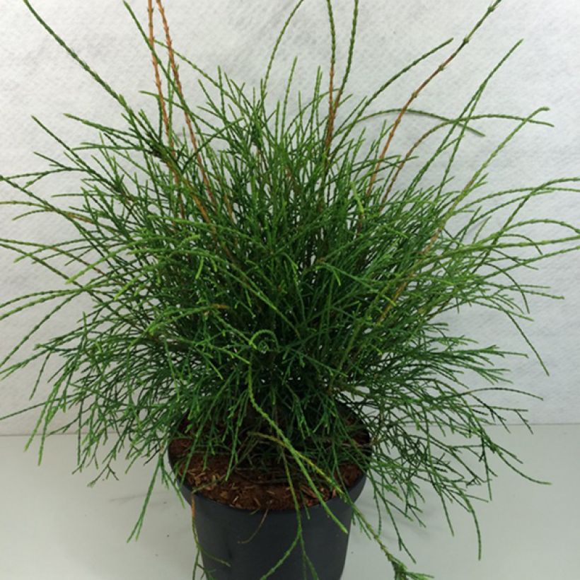 Thuja occidentalis Filiformis - Canadian Arborvitae (Plant habit)