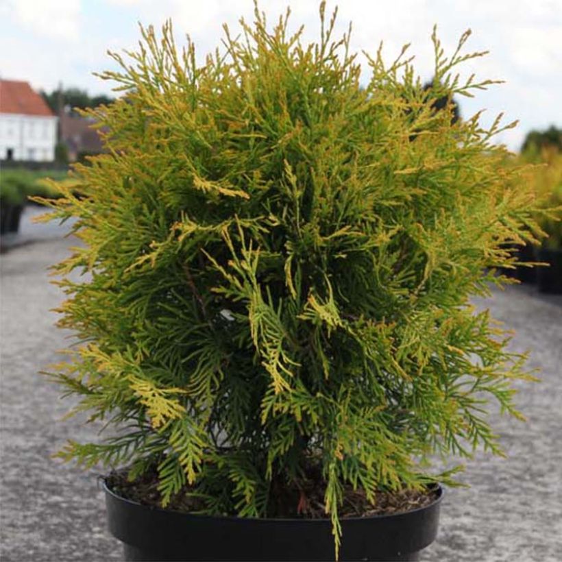 Thuja occidentalis Golden Globe - Canadian Arborvitae (Plant habit)