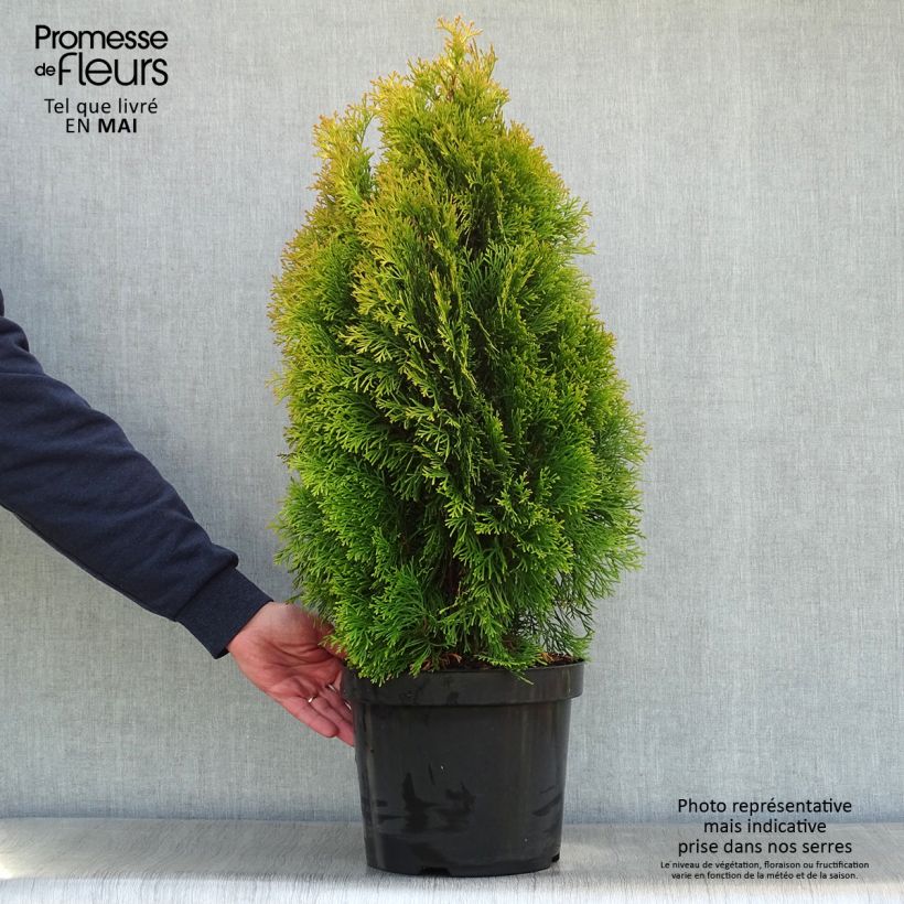 Thuja occidentalis Golden Smaragd - Thuya du Canada en pot de 7,5L/10L sample as delivered in spring