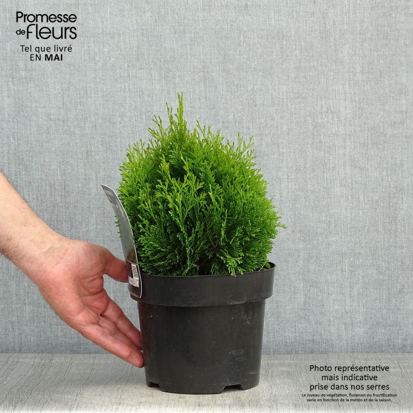 Thuja occidentalis Miky - Canadian Arborvitae 2L/3L potShipped height around 20/25cm sample as delivered in spring