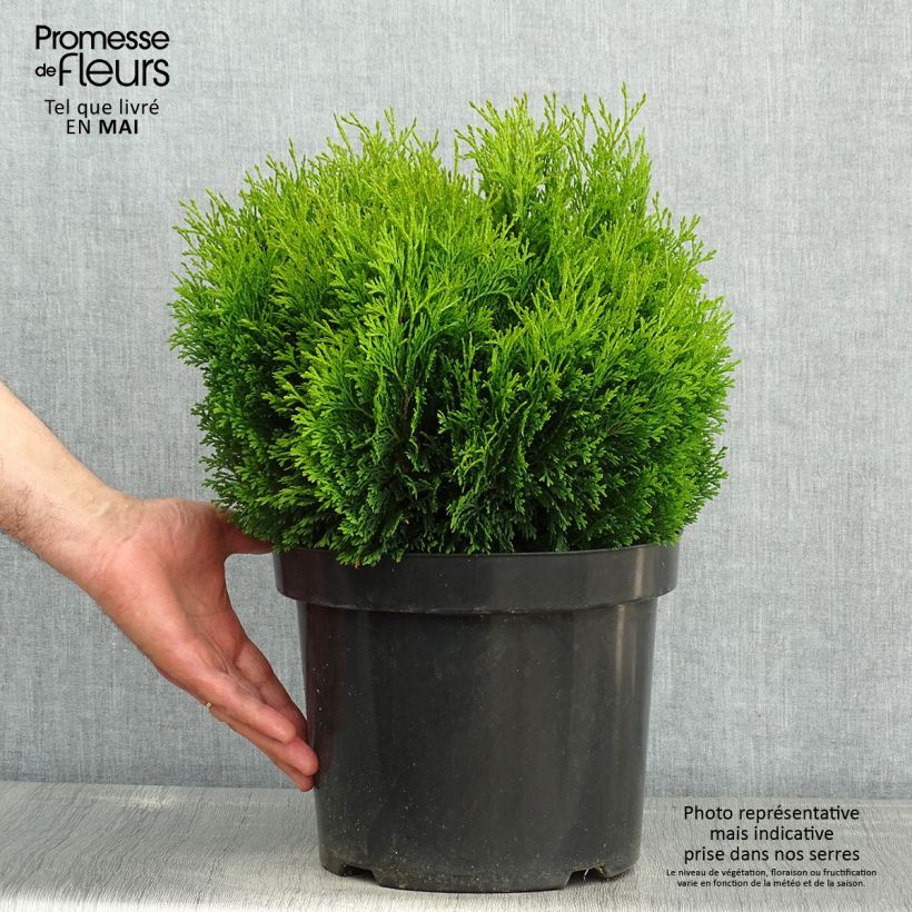 Thuja occidentalis Miky - Canadian Arborvitae 7.5L/10L potShipped height around 30/40cm sample as delivered in spring