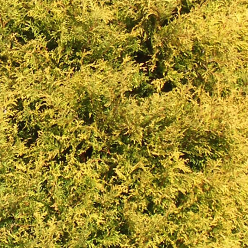 Thuja occidentalis Rheingold - Canadian Arborvitae (Foliage)