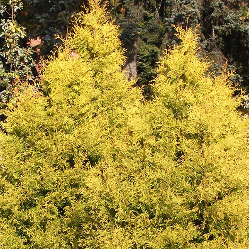 Thuja occidentalis Rheingold - Canadian Arborvitae (Plant habit)
