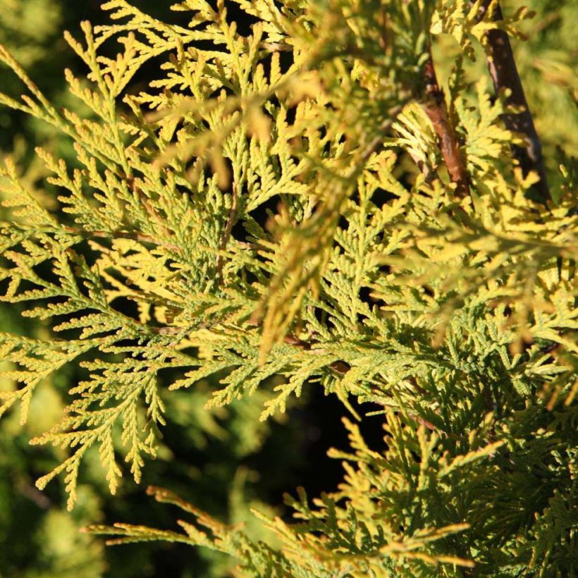 Thuja occidentalis Yellow Ribbon - Canadian Arborvitae (Foliage)