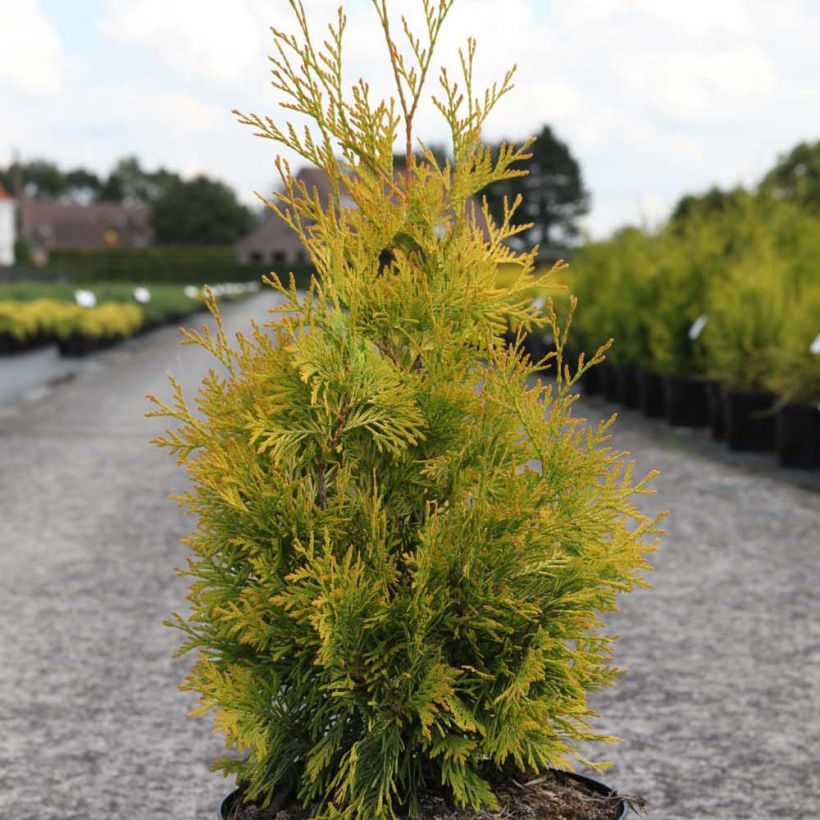 Thuja occidentalis Yellow Ribbon - Canadian Arborvitae (Plant habit)