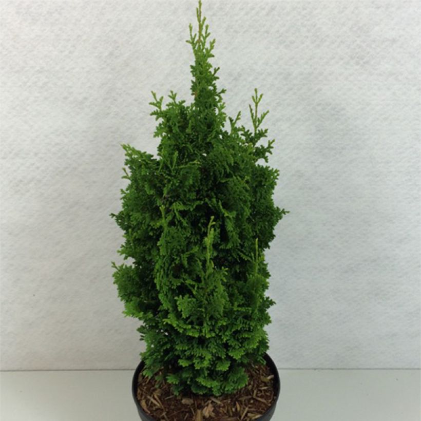 Thuja occidentalis Zmatlik - Canadian Arborvitae (Plant habit)