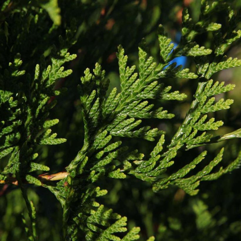 Thuja plicata Atrovirens - Western Red Cedar for hedging (Foliage)
