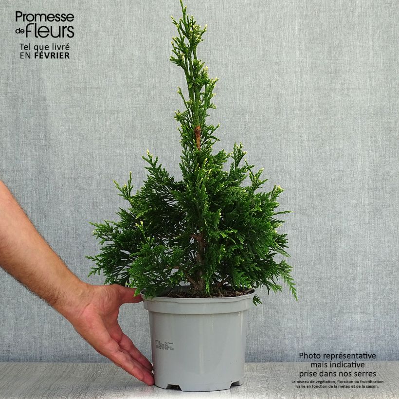 Thuja plicata Can-Can - Thuya compact en pot de 2L/3L sample as delivered in autumn