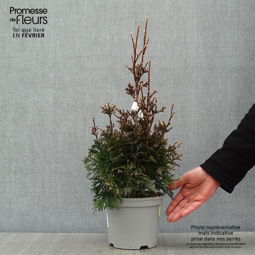 Thuja plicata Can-Can - Thuya compact en pot de 2L/3L sample as delivered in winter