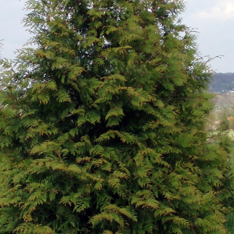 Thuja plicata Excelsa - Western Red Cedar (Foliage)